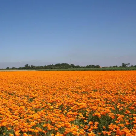 Holiday home Huijsmansverhuur Type Premium De Mosselbank 115 Ouddorp