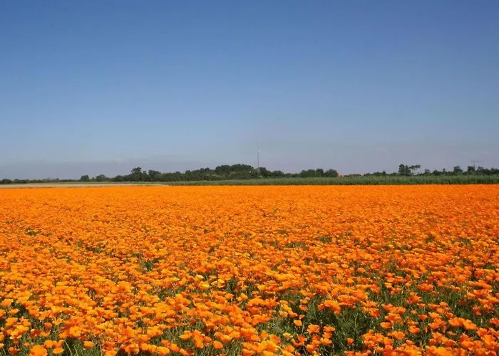 Dom wakacyjny Huijsmansverhuur Type Premium De Mosselbank 115 Ouddorp