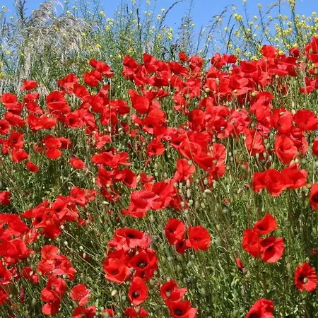 Vakantiehuis Huijsmansverhuur Type Premium De Mosselbank 115 *