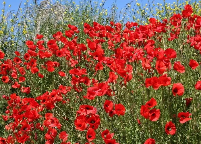 Tatil Evi Huijsmansverhuur Type Premium De Mosselbank 115 *